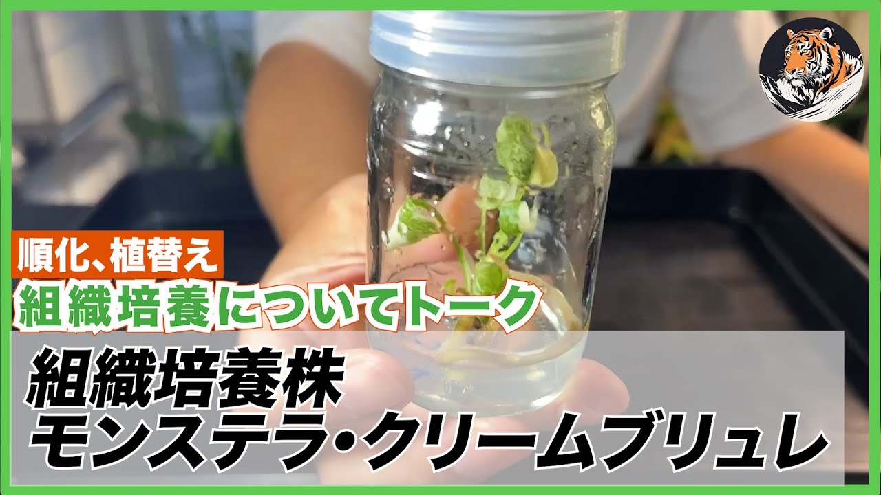 モンステラ】組織培養株のタイコンステレーション・クリームブリュレを