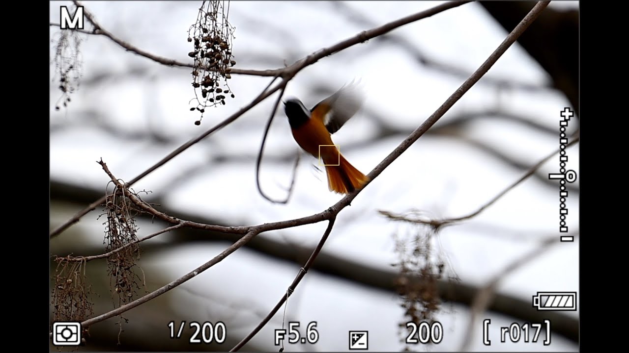 Nikon Z 9 & NIKKOR Z 70-200mm f/2.8 VR S & TC2.0で 野鳥撮影して