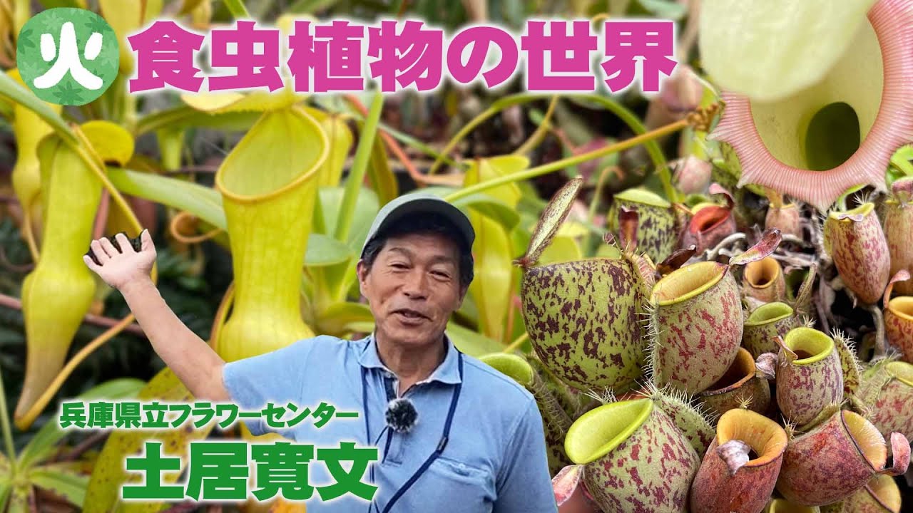 Hyogo Prefectural Flower Center】Explore the carnivorous plant