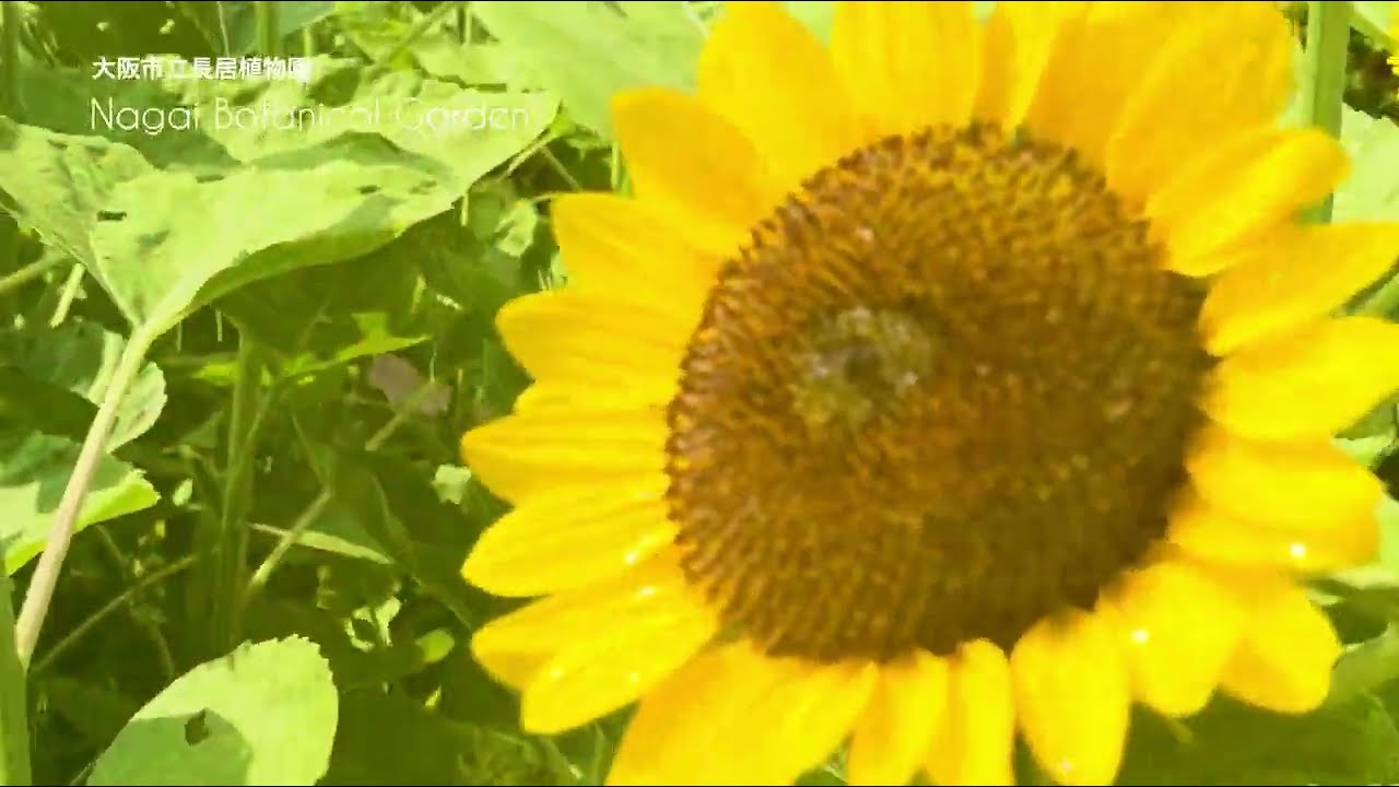 ひまわりウィーク | イベント情報 | 大阪市立長居植物園