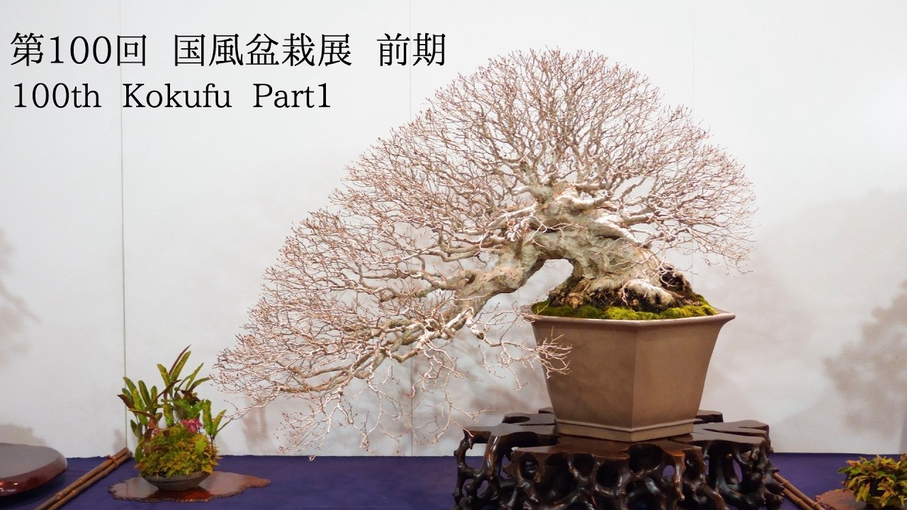 4K all trees] 100th Kokufu Bonsai Exhibition part 1 2026 - YouTube