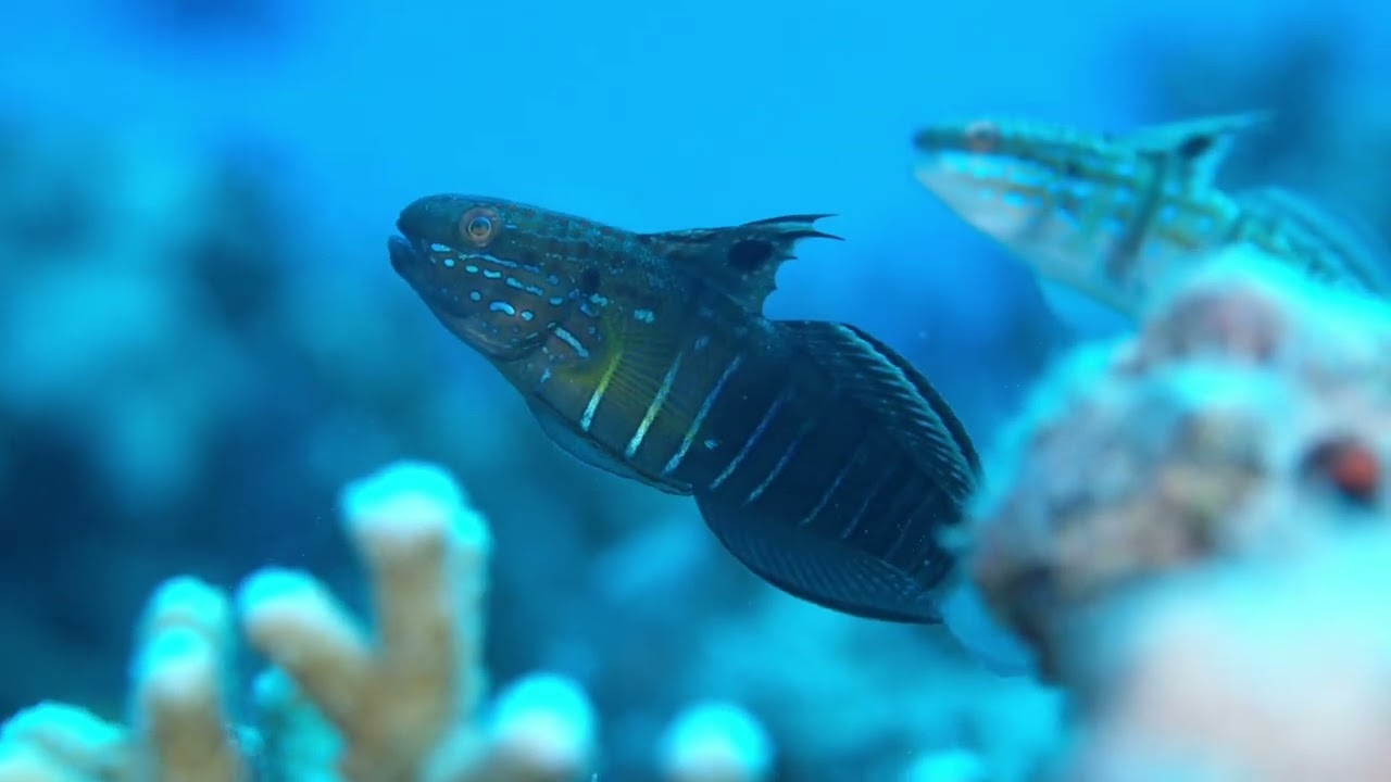 GUAMにGOGO！マクロTRIPの巻 | ダイビングの総合サイト Scuba Monsters