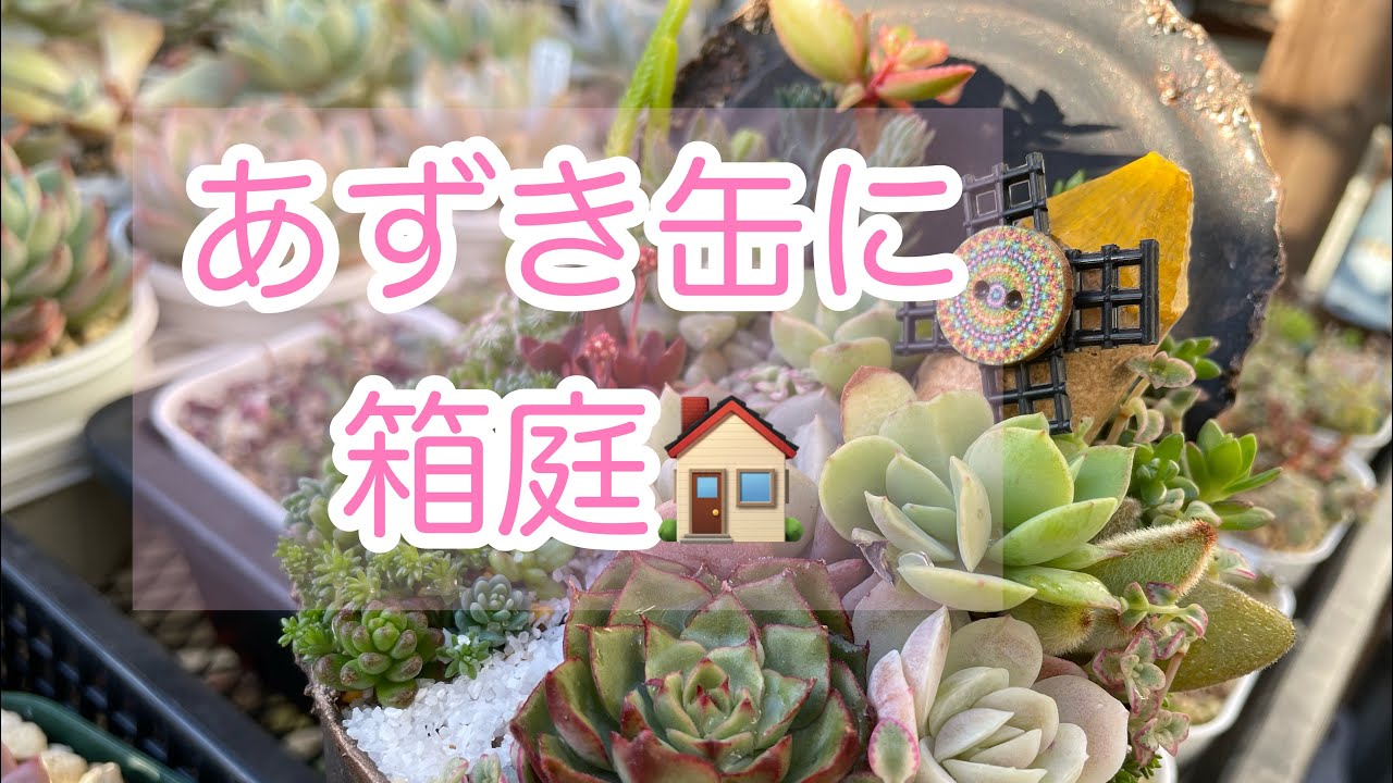 多肉植物】箱庭寄せ植え - YouTube