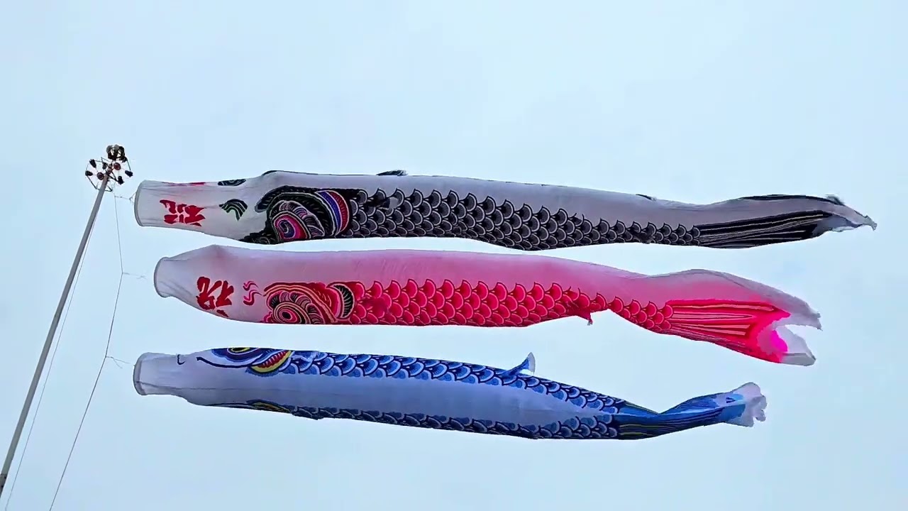 鯉のぼり】正鯉×東錦 - YouTube