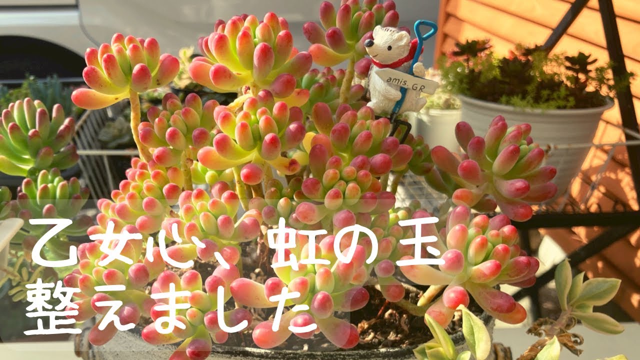 お纏め 多肉植物 乙女心錦 未発根 ✲乙女心錦の挿し芽をした(2024.03