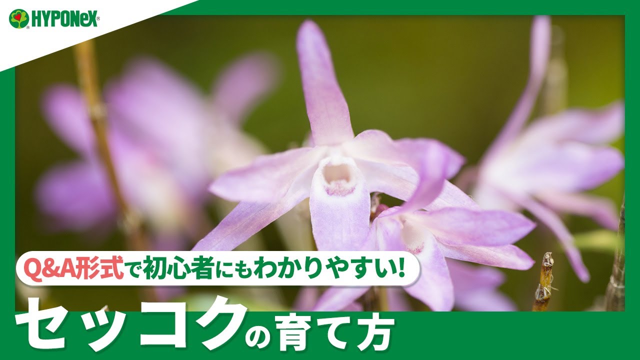 ☘257: [Q&A] How to Grow Dendrobium nigricans | Where to care for