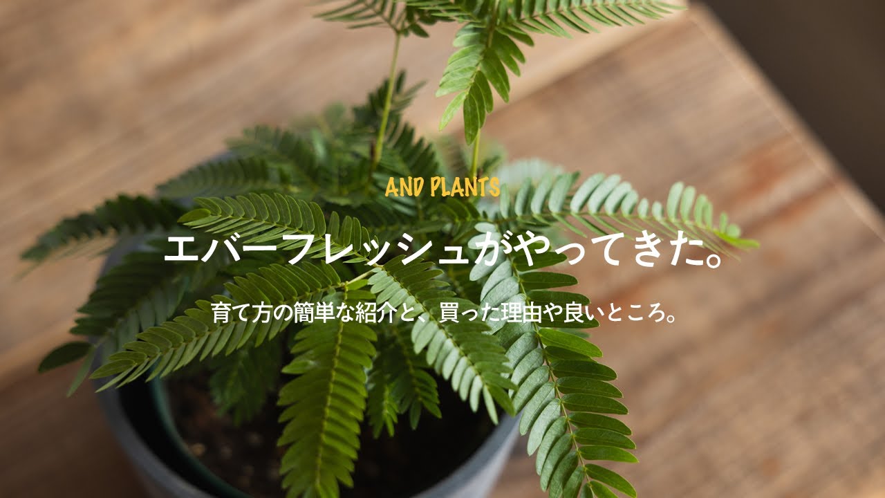 エバーフレッシュ』の小さなサイズを『AND PLANTS』で購入。育て方の