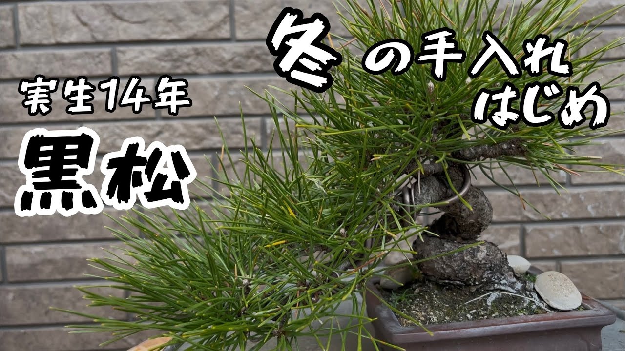 盆栽】種から14年、黒松ミニ盆栽の冬のお手入れ。作業音ASMR - YouTube