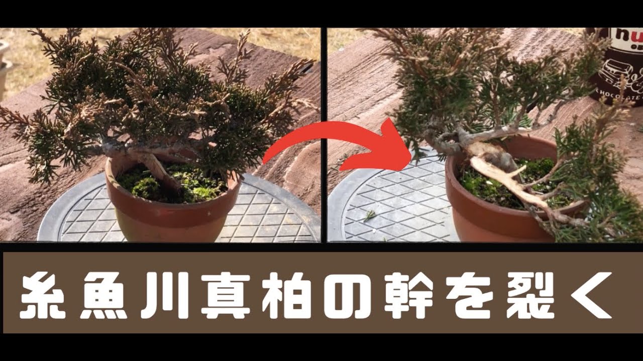 糸魚川真柏の幹を裂く - YouTube