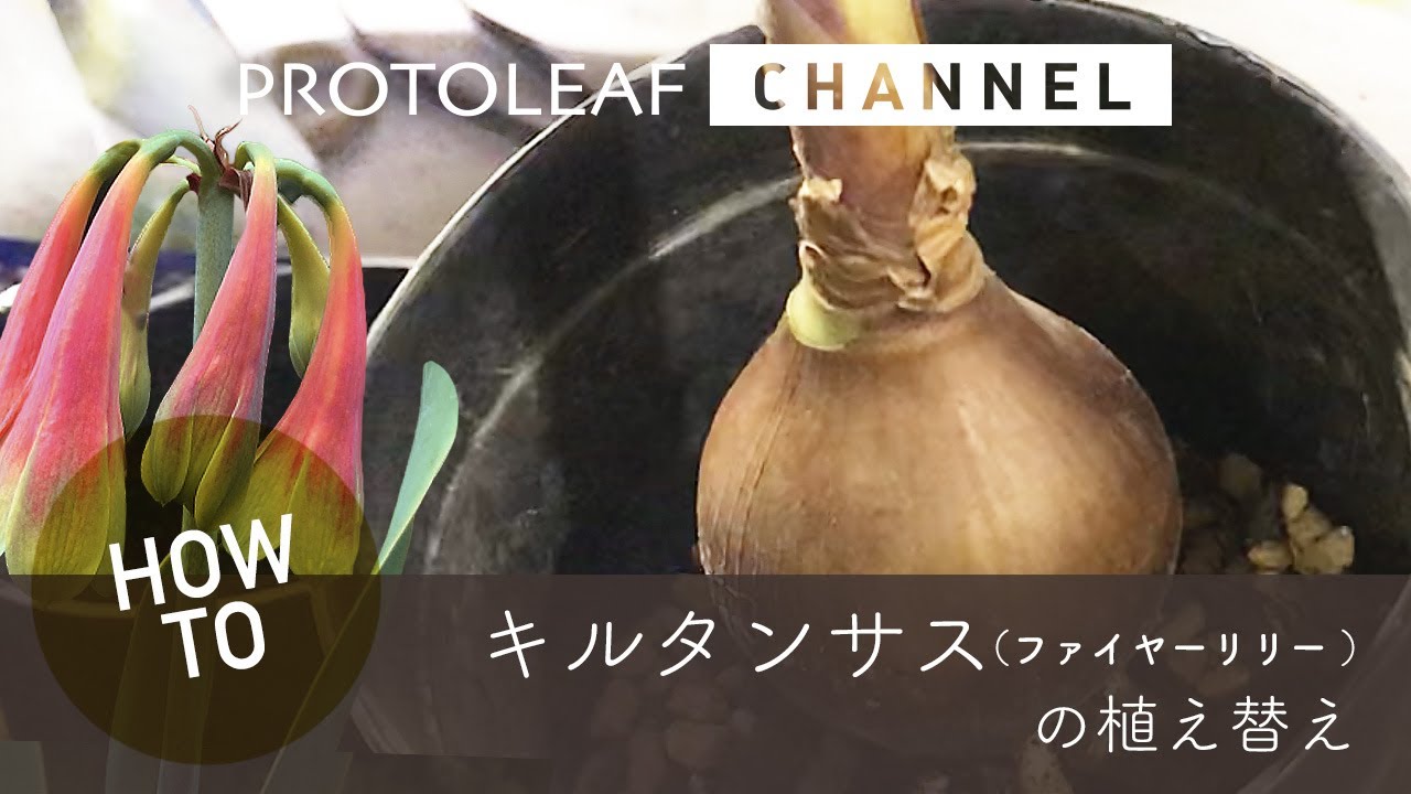 ガーデニング】キルタンサス（ファイヤーリリー）の植え替え - YouTube