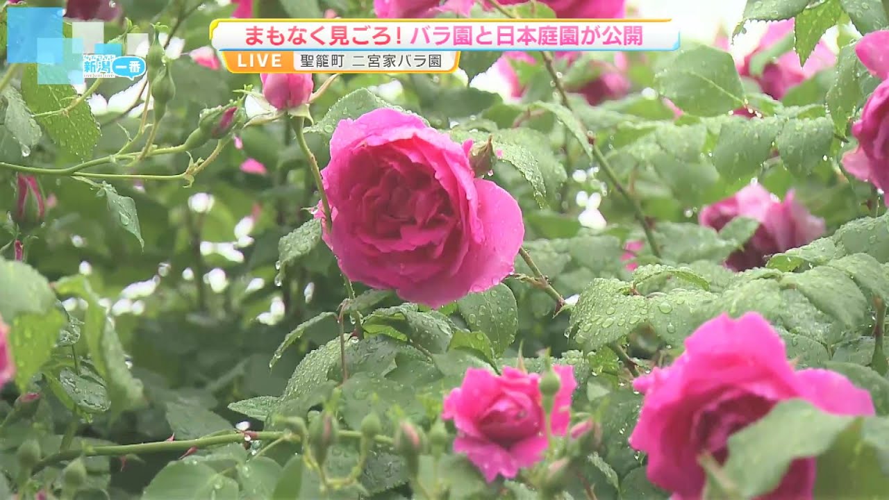 Rose season] The Ninomiya Family's rose garden and Japanese garden