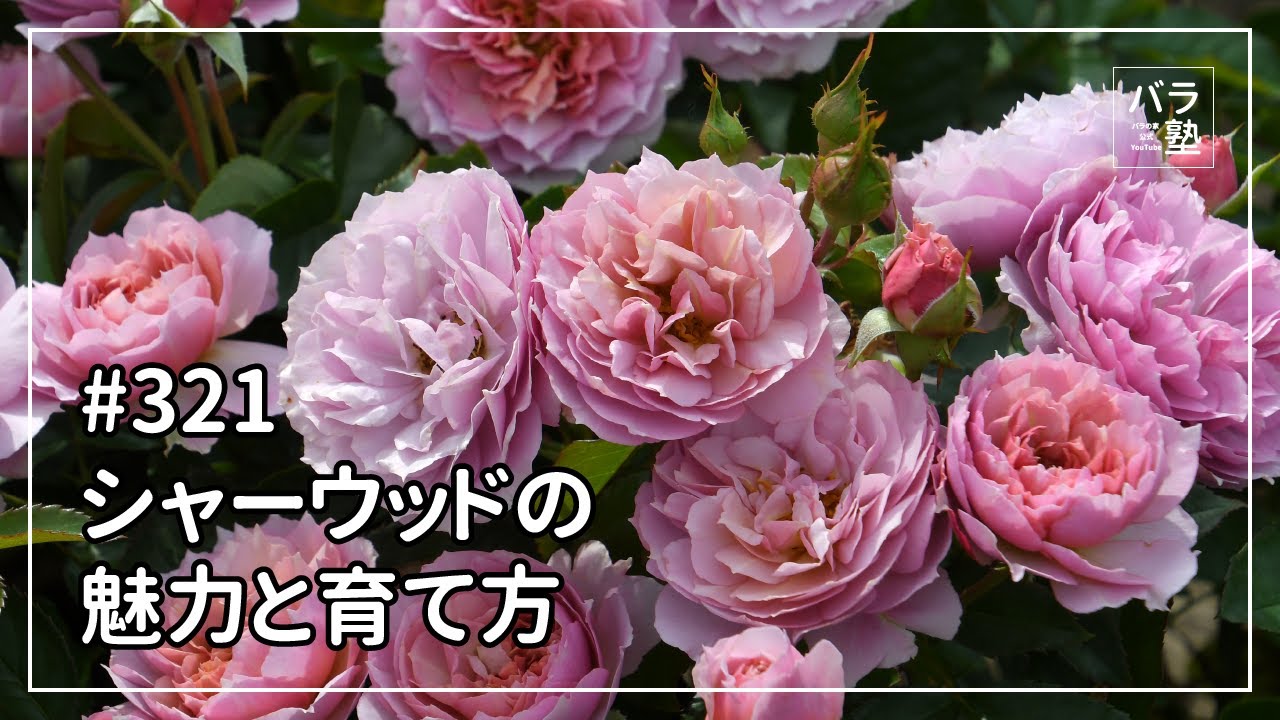 冬季大苗】バラ苗 シャーウッド 国産苗 6号鉢植え品［農林水産省 品種