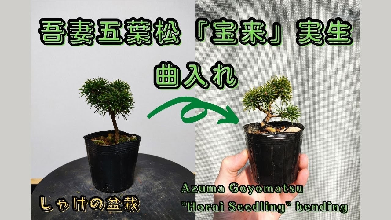 吾妻五葉松「宝来実生」曲入れ(Azuma Goyomatsu 