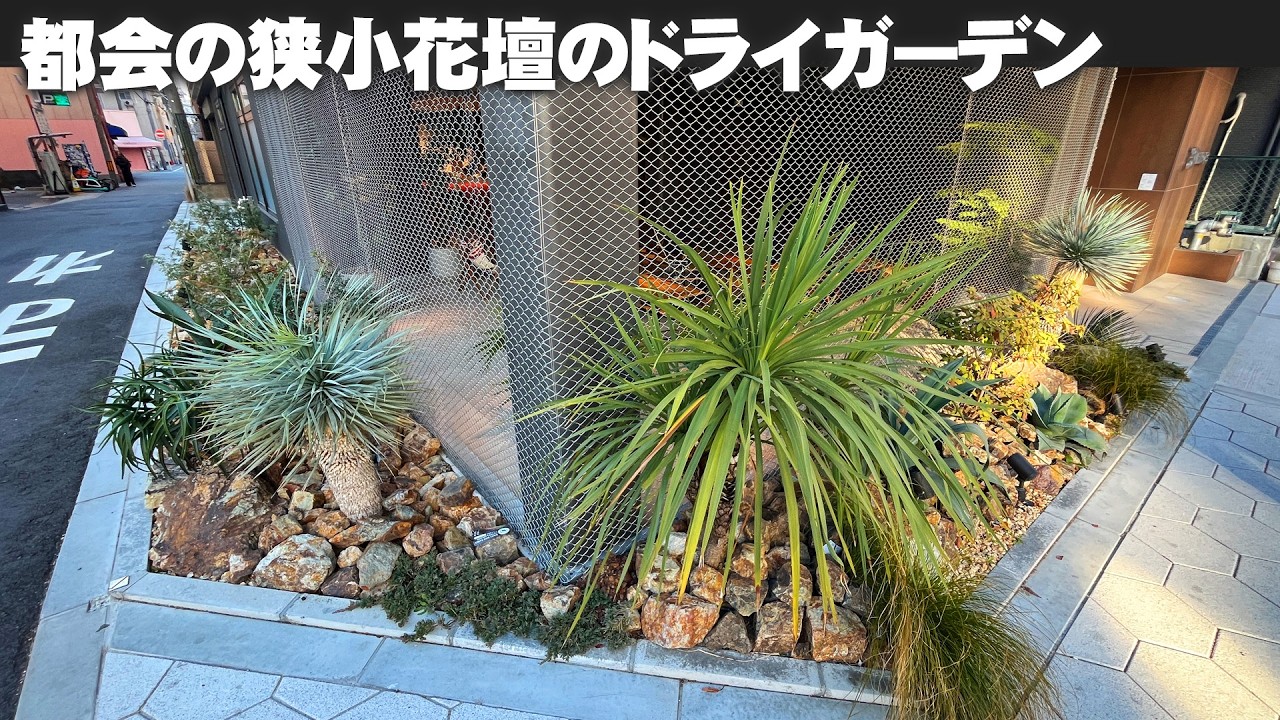 大阪の難波のど真ん中】都会のビルの狭いスペースでもドライガーデンで