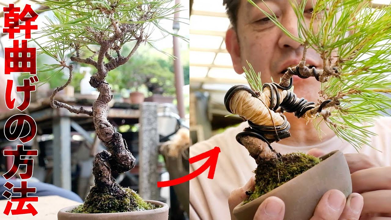 Akamatsu] How to bend a thick trunk. Can it be done in July