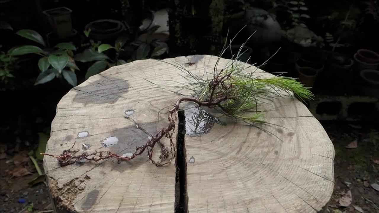 Bonsai diary】 5月下旬の山採り（赤松） ♯247 - YouTube