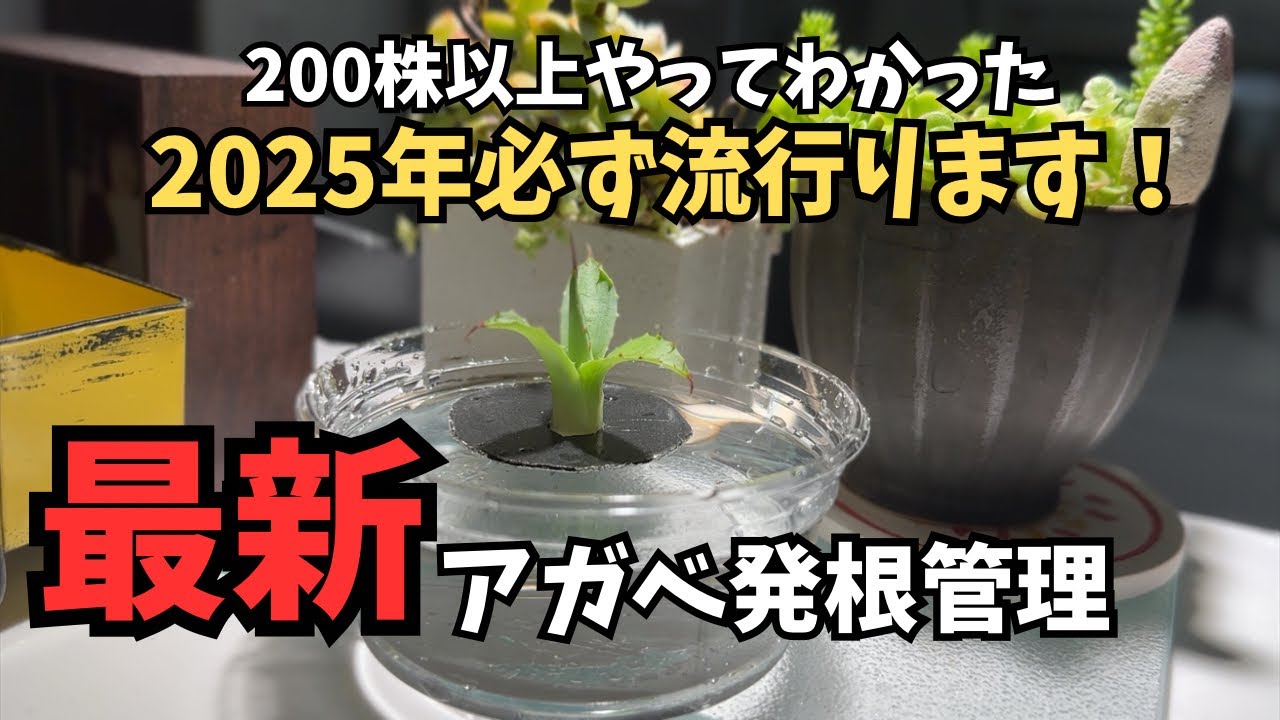 爆速】おしゃれで可愛く、アガベはこの方法で発根します！2025年流行
