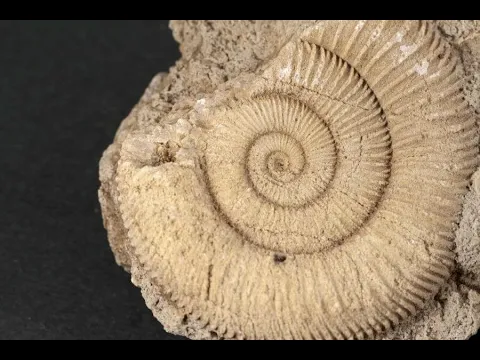 ダクティリオセラス アンモナイト化石 110g｜化石 通販 キラリ石