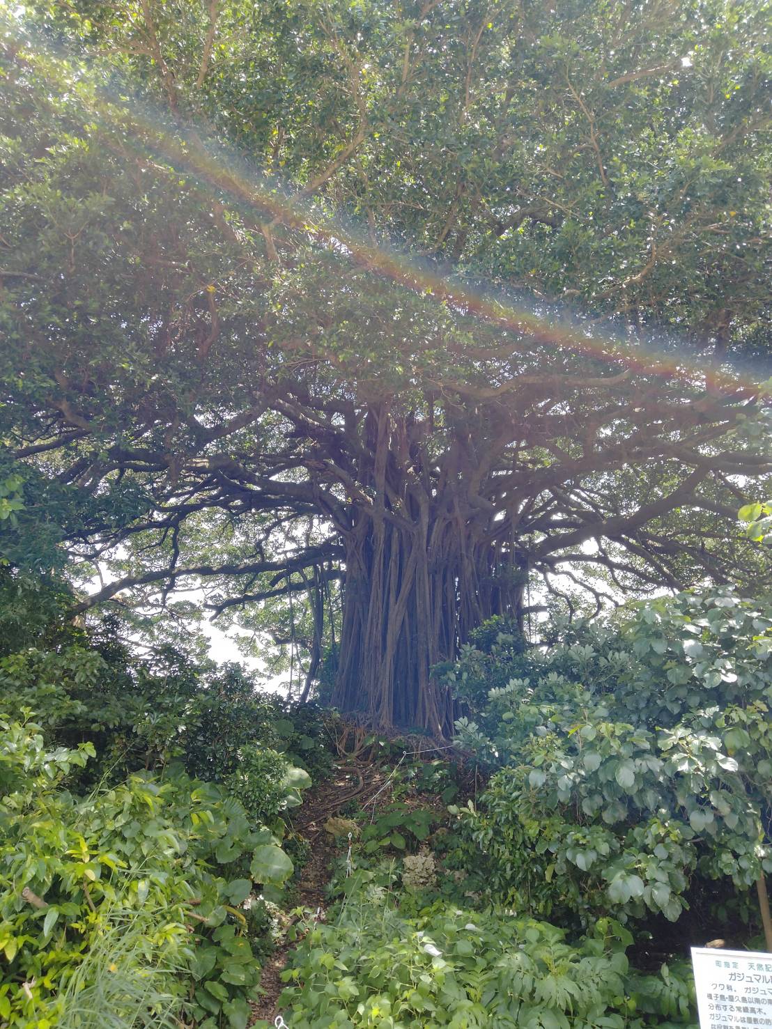 喜界島 神秘的なスポット「手久津久のガジュマル」 - mozk surf＆yoga