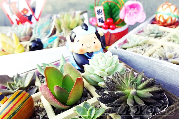 クリスマスに作った多肉の寄せ植え「松花堂弁当風」を、多肉の「重箱3