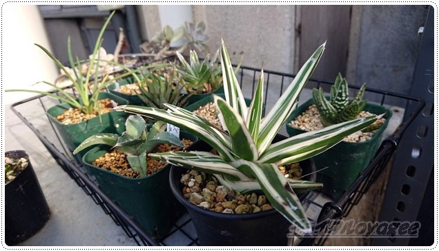 アガベ「氷山」に待望のBabyが誕生！ だけど、すごくスロー