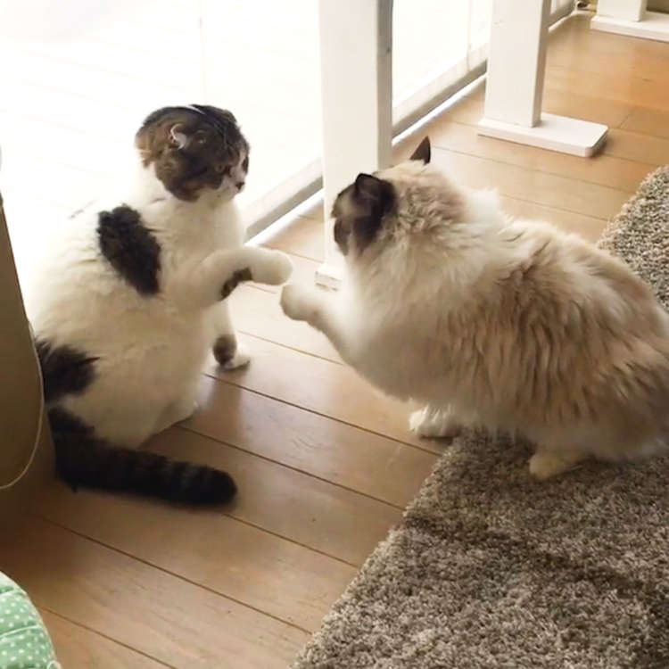 速すぎてスローモーションに見える！？ 驚くべき速度で猫パンチを放つ