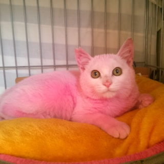 ピンク色のぴんくちゃん」東京都 - 猫の里親募集(66347) 5枚目の画像