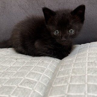 生後1ヶ月半の黒猫仔猫オス」岡山県 - 猫の里親募集(527336) :: ペット