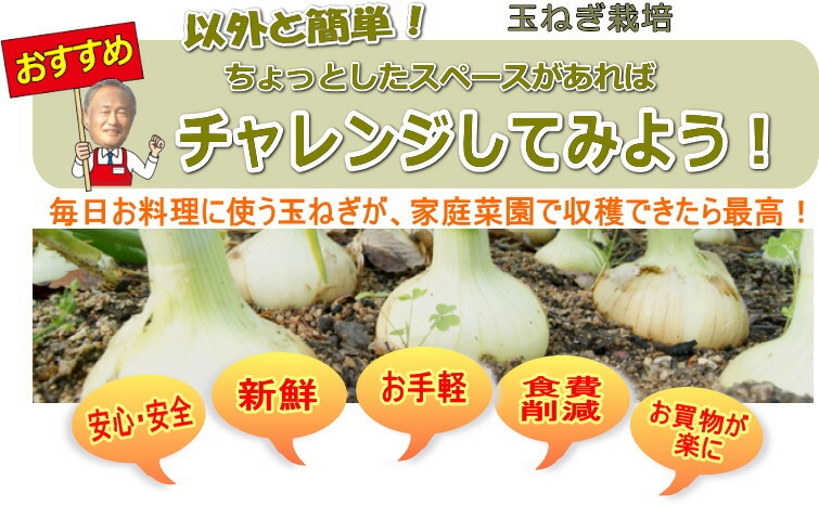 ぐれたくページ▼玉ねぎ苗 玉ねぎ抜き苗 品種：くれない赤タマネギ(中生)【野菜の苗 約50本／束