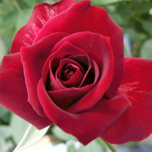 バラ苗(予約販売) 【ニコロパガニーニ】 2年大株苗 4号鉢