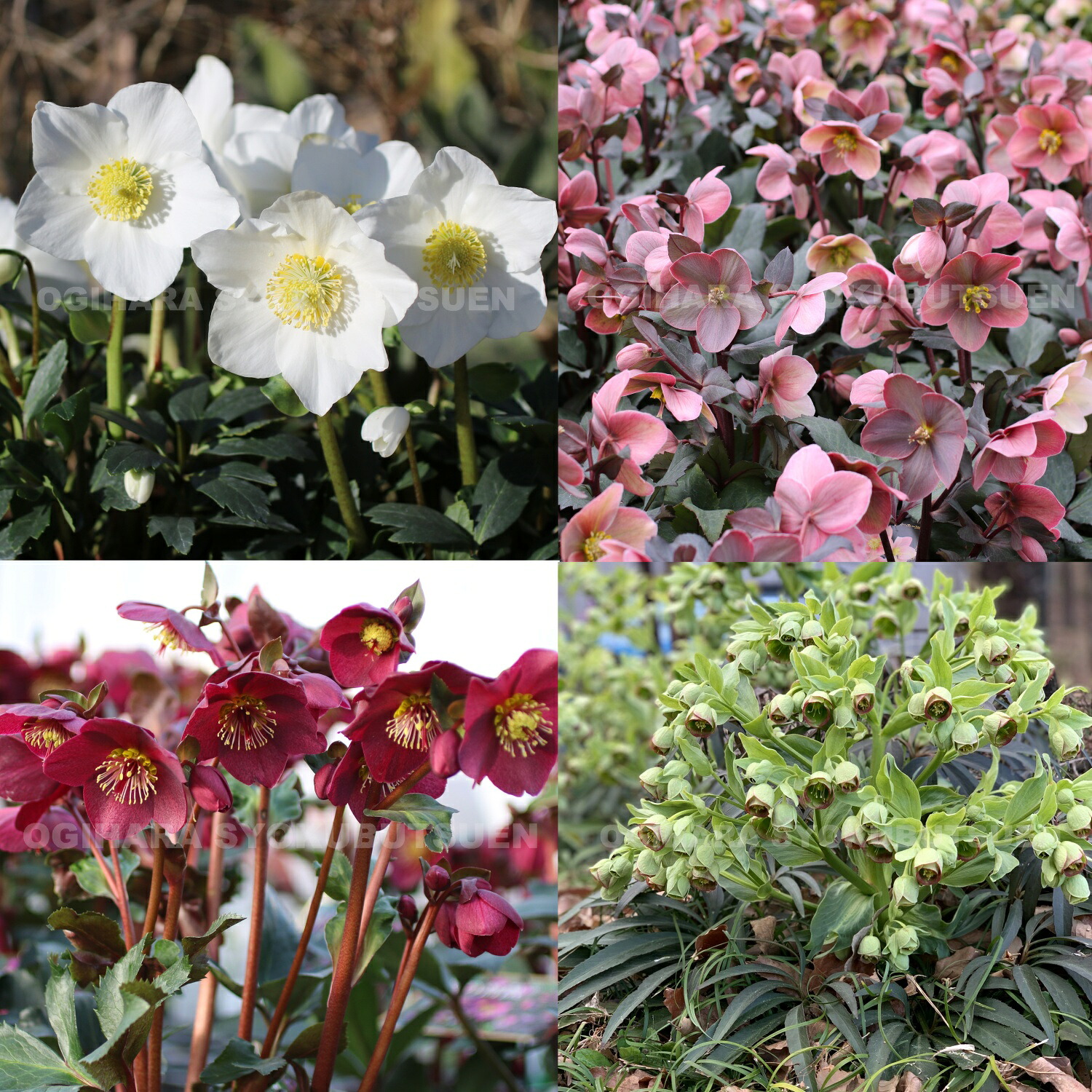 花期終了　クリスマスローズ　原種系　微香あり 原種クリスマスローズ入門 