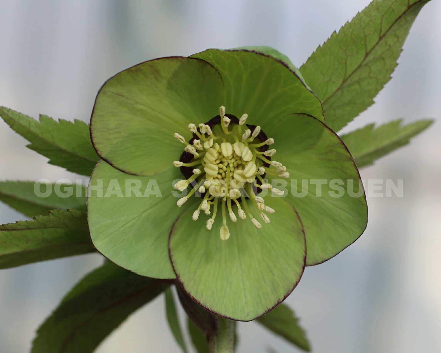 楽天市場】クリスマスローズ グリーン ピコティ（シングル）大苗 : お