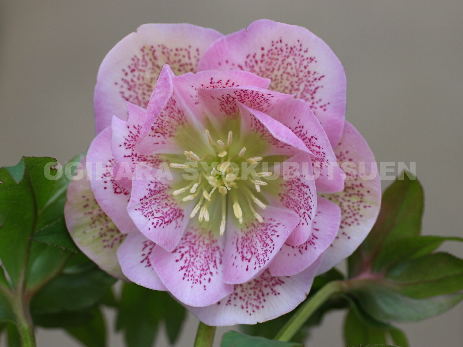 楽天市場】クリスマスローズ ピンク スポット ダブル 大苗 : おぎはら