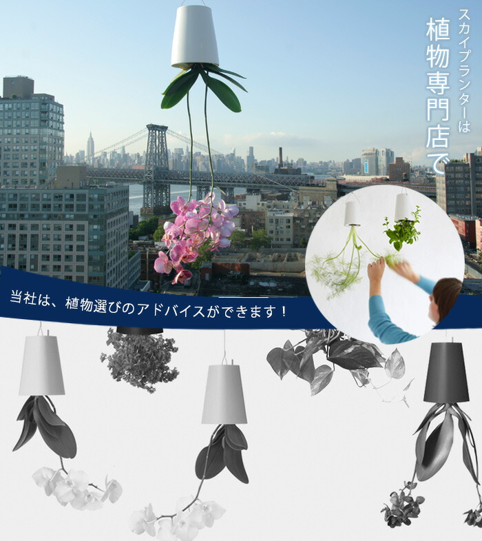 楽天市場】【おしゃれな植木鉢】スカイプランター・リサイクルド M