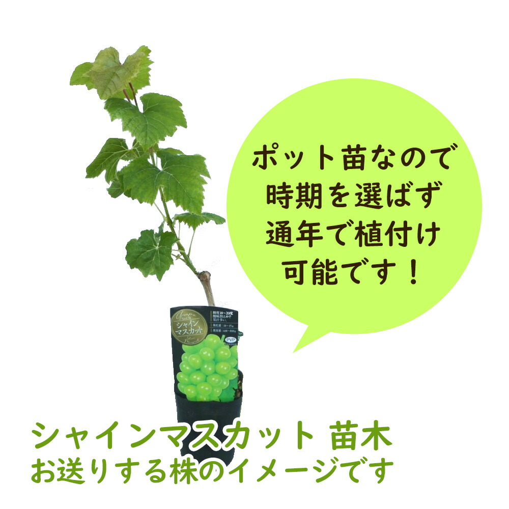 楽天市場】ぶどう 苗木 苗 「シャインマスカット 挿木苗」 10.5cm