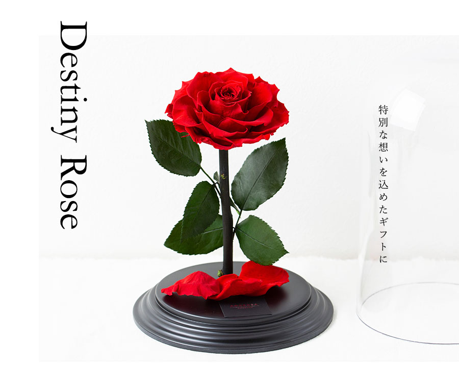 楽天市場】プリザーブドフラワー 運命を繋ぐ赤花 Destiny*Rose 花