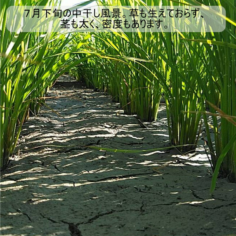 楽天市場】【楽天市場ランキング1位獲得】【令和7年度産新米】玄米