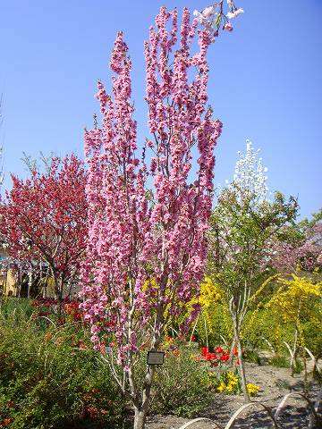 楽天市場】【照手桃】 花桃 （ピンク） 2年生 接木 ポット苗 【観賞
