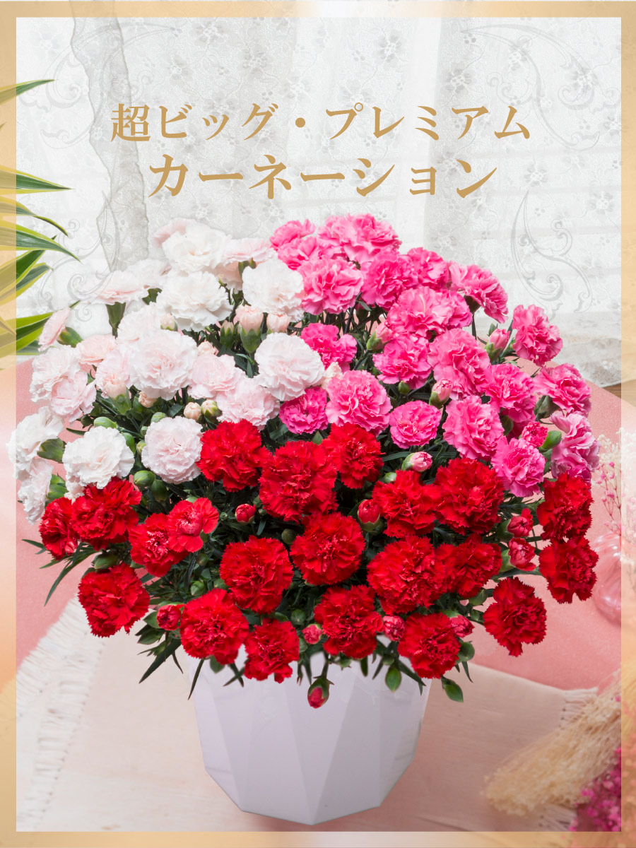 楽天市場】早割中 母の日 カーネーション 大きい 鉢植え 7号鉢 大きな