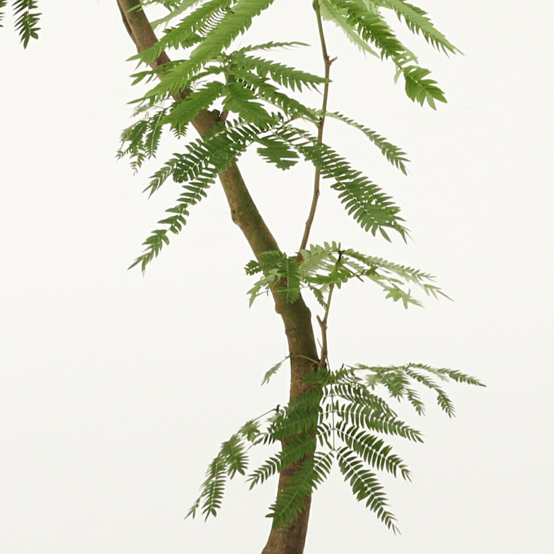 楽天市場】【全品5%off 3/9 23:59まで】観葉植物 エバーフレッシュ