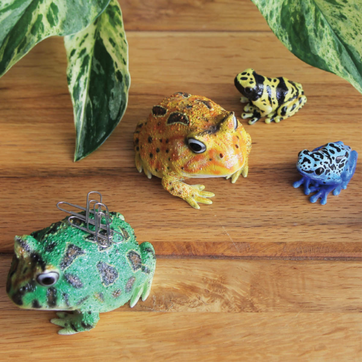 楽天市場】オブジェ REPTILES MAG ツノガエル （ クリップホルダー
