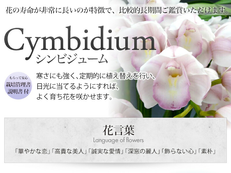 ☆シンビジューム☆マリー・ローランサン☆ストレート型☆8号鉢☆3F☆入手困難☆ シンビジューム 8号 陶器鉢 3本立 マリーローランサン｜s200｜洋蘭04