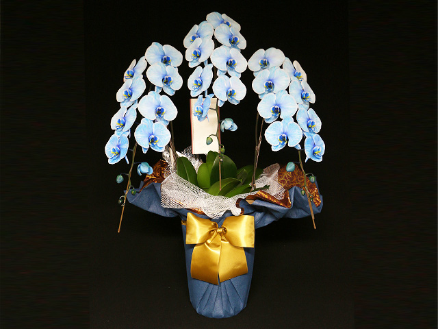 青と紫の胡蝶蘭（極上エレガンス）［5本立ち］松浦園芸【送料無料