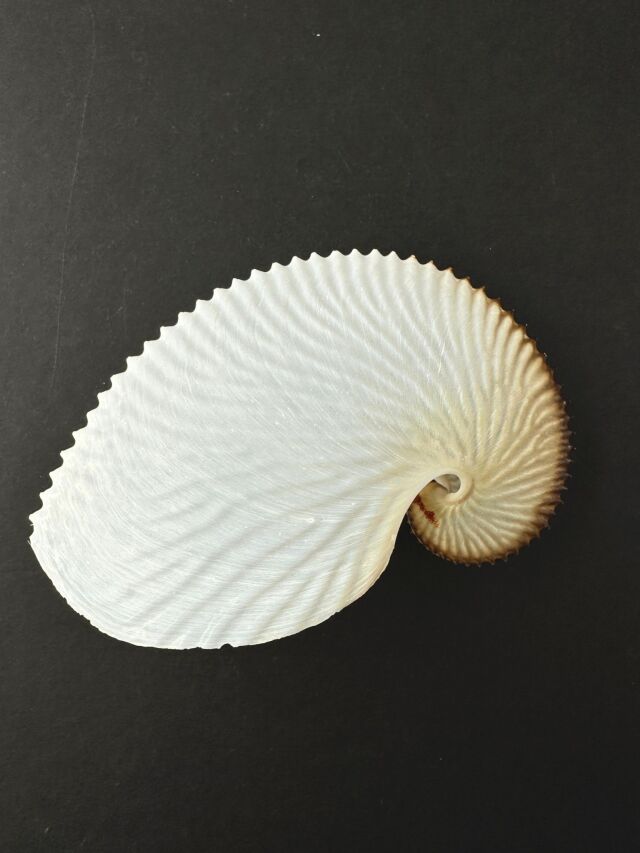 アオイガイ(国産）【約12～15cm/1個】 - Not for overseas sale - 貝殻