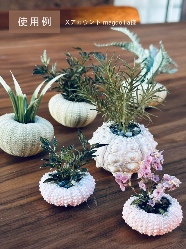 シーウーチンスプートニック（ミナミバクダンウニ）【約5～6cm】En