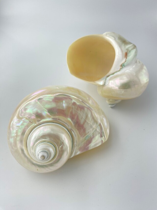 夜光貝磨き【約15cm前後/1個】 En: Green Turbo Snail (Size:15cm