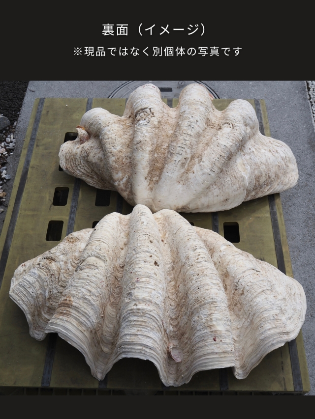 オオジャコガイ-おまかせ発送- 送料込み商品 貝殻