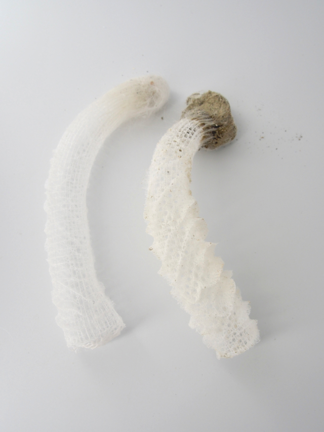 偕老同穴（カイロウドウケツ）【約23～26cm/1本】En: Venus' Flower