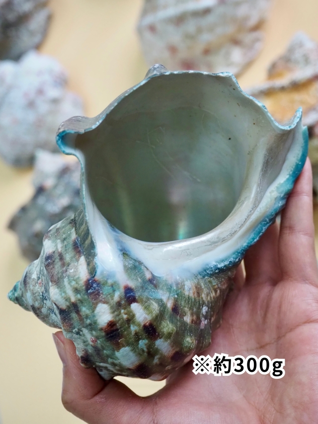 夜光貝【約500～599g/1個】EN:Green Turbo Snail (Size:500-599g, Unit