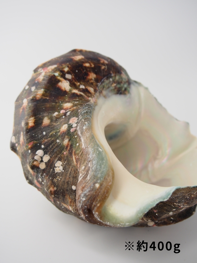 夜光貝【約800～899g/1個】EN:Green Turbo Snail (Size:800-899g, Unit